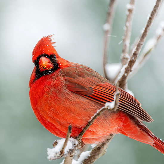 red robin sitting on branch with snow